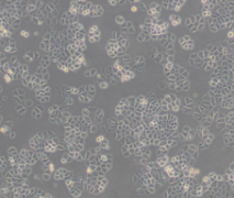 NCI-H460 [H460]（人大细胞肺癌细胞）