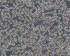 M-NFS-60小鼠髓性白血病淋巴细胞