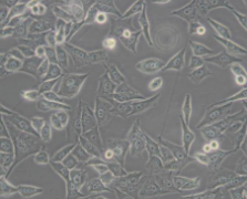 PC-3M （人前列腺癌细胞）