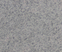 A3（人T淋巴细胞白血病细胞）