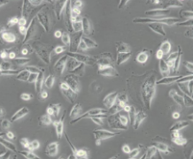 Calu-6（人退行性癌细胞）