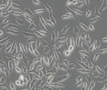 NCI-H358（人非小细胞肺癌细胞）