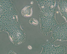 RT4（人膀胱移行细胞乳头瘤细胞）