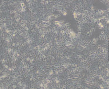 RTE（大鼠气管上皮细胞）