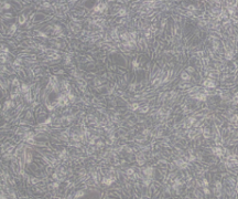 TM4（正常小鼠睾丸Sertoli细胞）