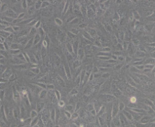 CV-1（非洲绿猴肾细胞）