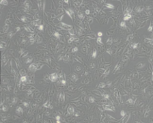 A549/DDP（人肺腺癌耐顺铂株）