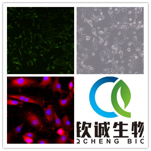 兔角膜内皮细胞