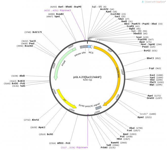 pGL4.23[luc2 minP]质粒图谱