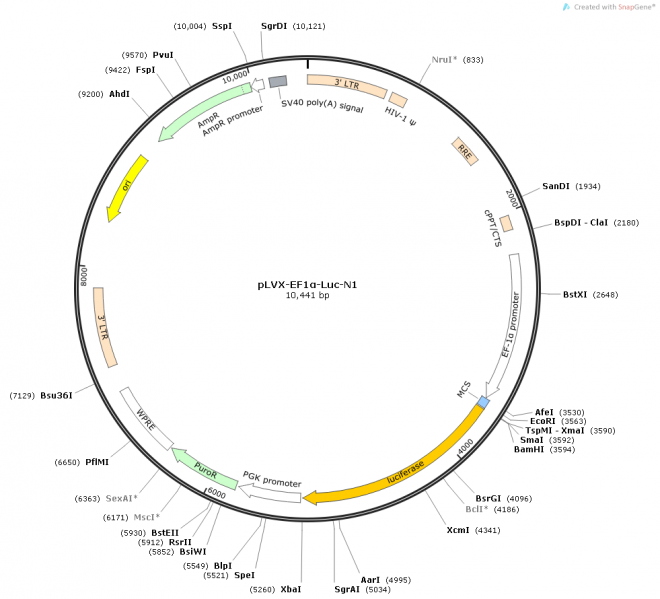 pLVX-EF1α-Luc-N1质粒图谱