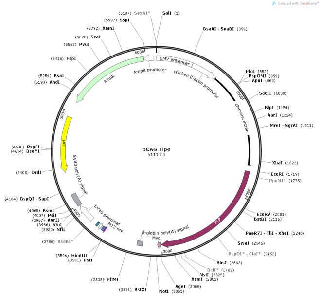 pCAG-Flpe质粒图谱