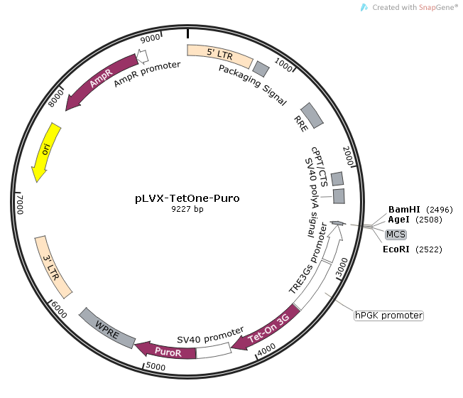 pLVX-TetOne-Puro质粒图谱