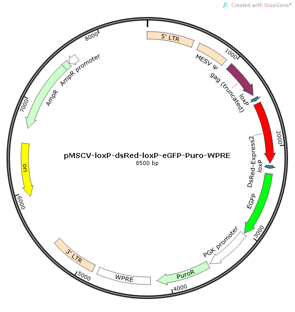 pMSCV-loxp-dsRed-loxp-eGFP-Puro-WPRE质粒图谱
