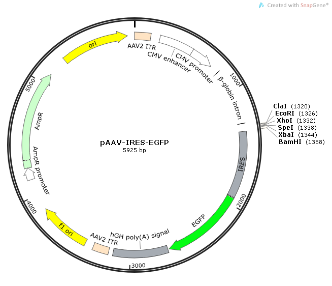 pAAV-IRES-EGFP质粒图谱