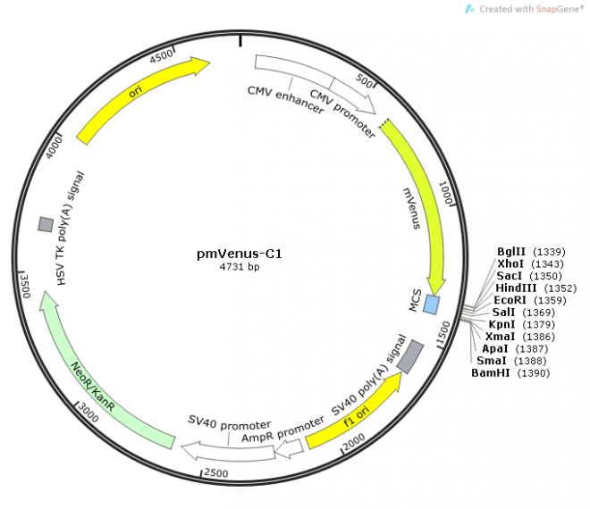 pmVenus-C1质粒图谱