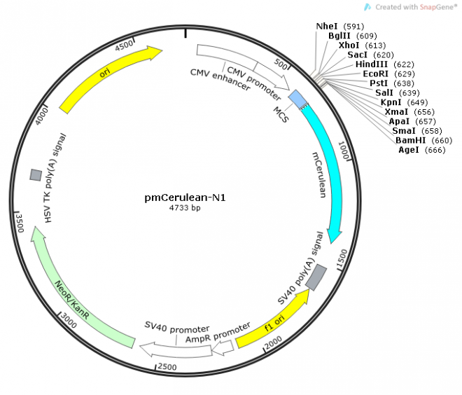 pmCerulean-N1质粒图谱