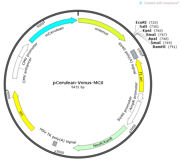 pCerulean-Venus-MCS质粒图谱