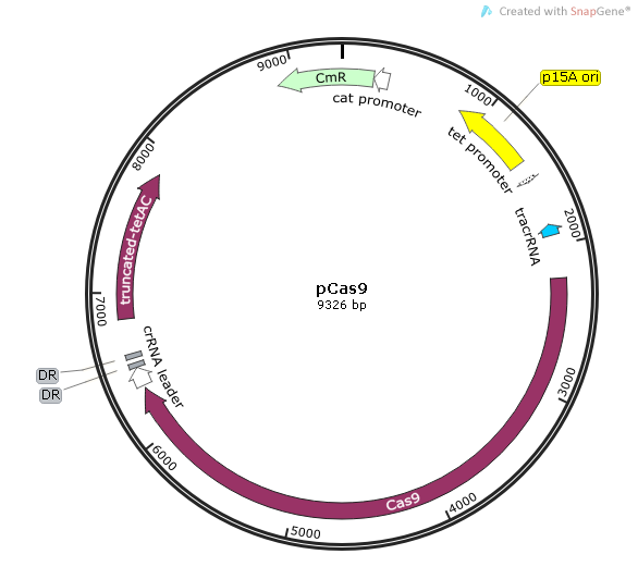 pCas9质粒图谱