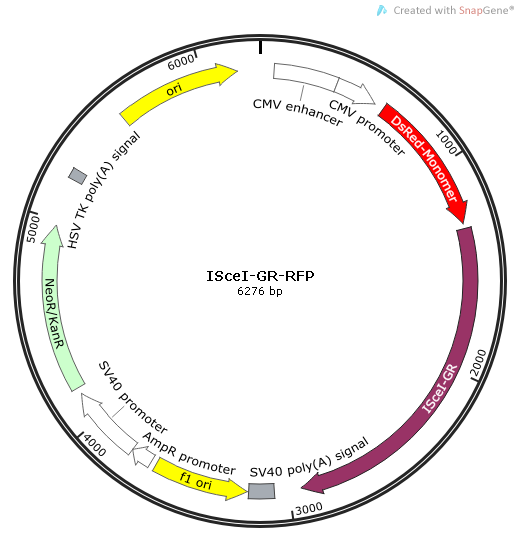ISceI-GR-RFP质粒图谱
