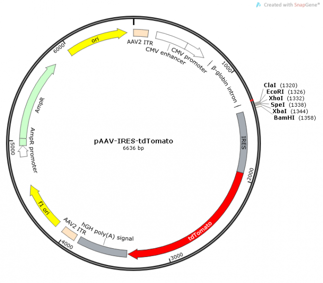 pAAV-IRES-tdTomato质粒图谱