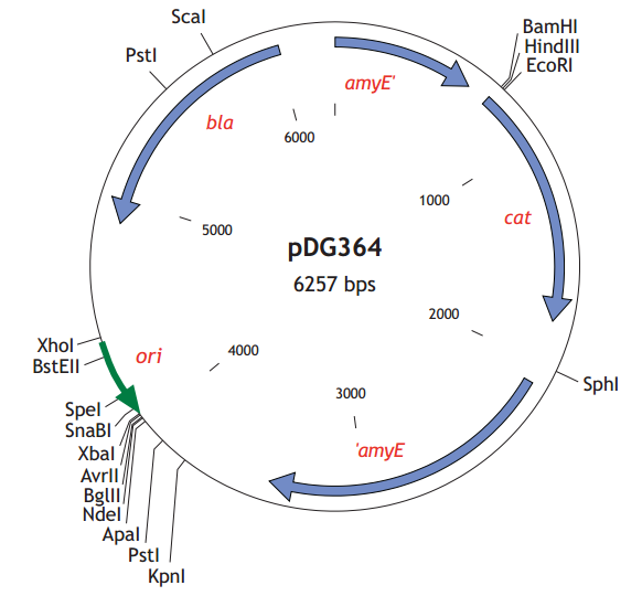 pDG364质粒图谱