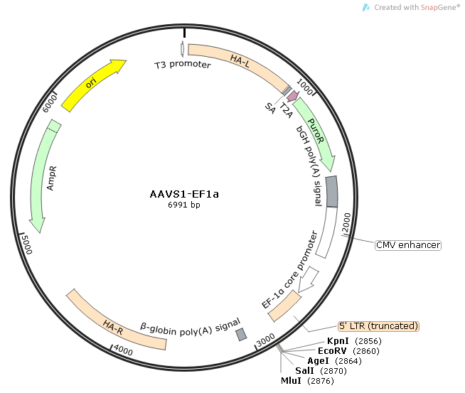 AAVS1-EF1a质粒图谱