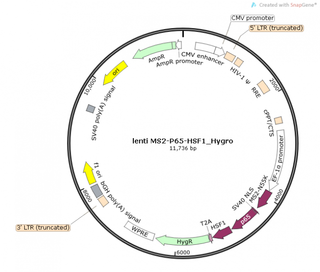 lenti MS2-P65-HSF1_Hygro质粒图谱