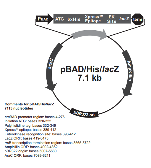 pBAD/His /LacZ质粒图谱