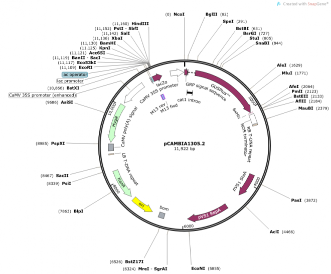 pCAMBIA1305.2质粒图谱