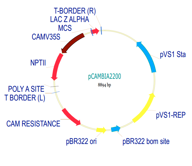 pCAMBIA2200质粒图谱