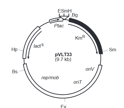 pVLT33质粒图谱
