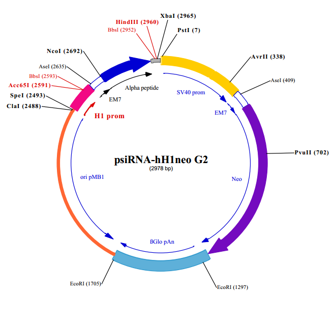 psiRNA-hH1neo G2质粒图谱