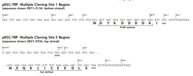 pESC-TRP多克隆位点