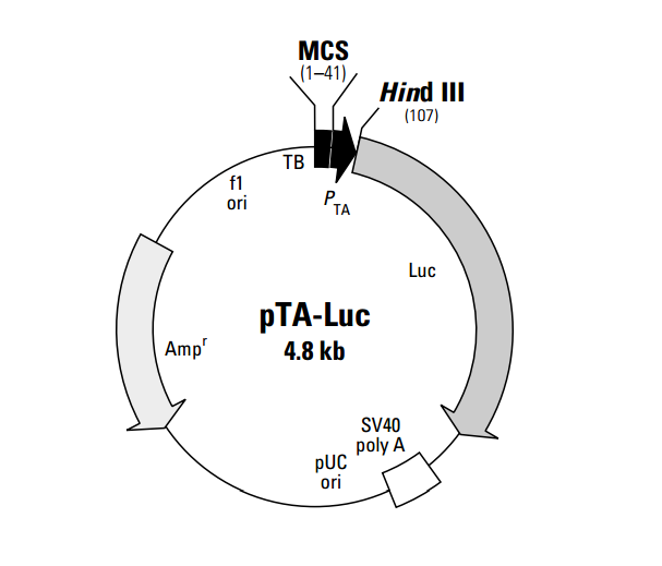 pTA-Luc 质粒图谱