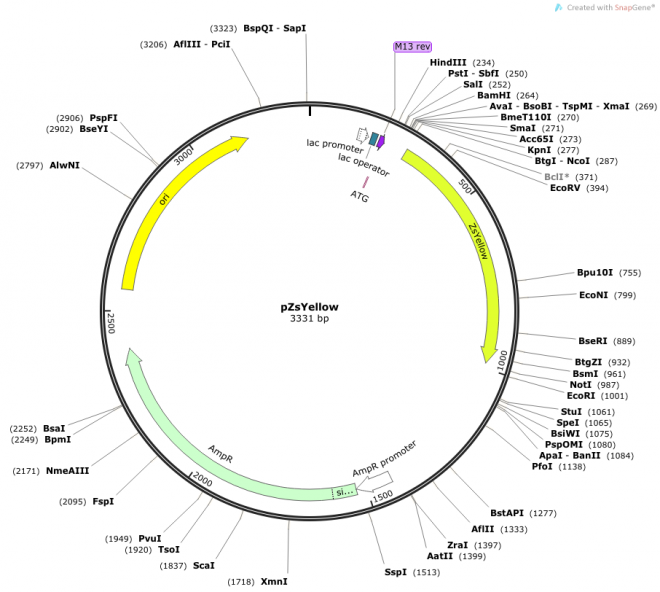 pZsYellow 载体图谱