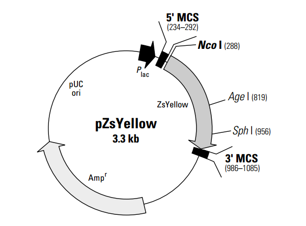 pZsYellow 质粒图谱
