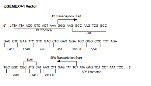 pGEMEX-1多克隆位点