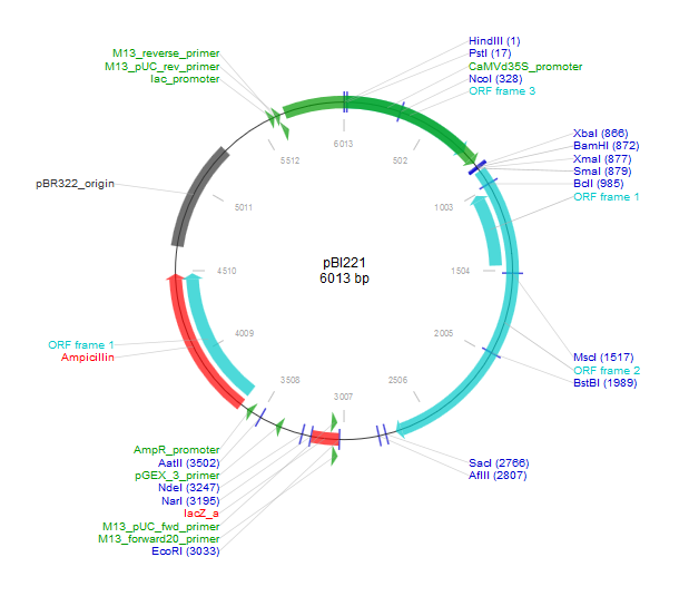 pBI221质粒图谱