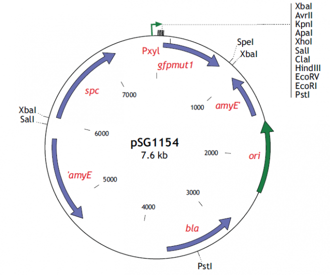 pSG1154质粒图谱
