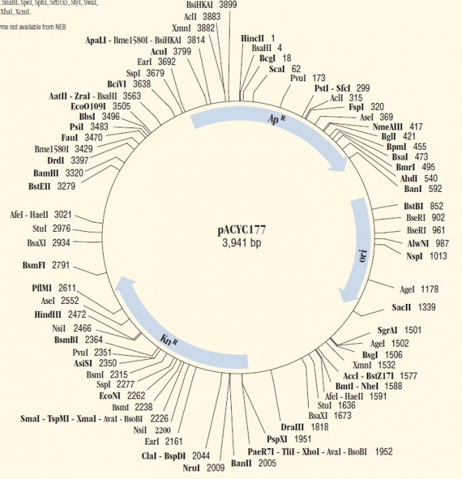 pACYC177质粒图谱
