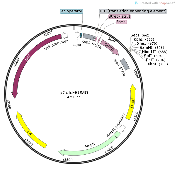 pCold-SUMO质粒图谱