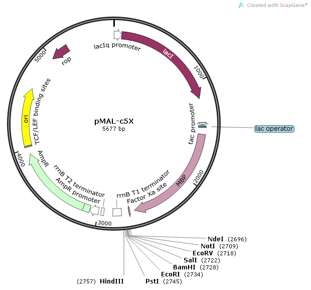 pMAL-c5X质粒图谱