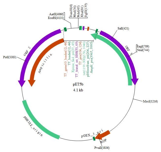 pET-5b(+)质粒图谱