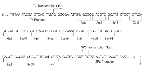 pEGM-7ZF(+)多克隆位点