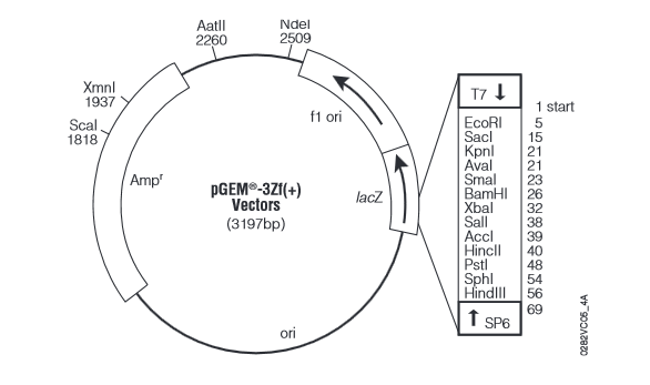 pEGM-3ZF(+)质粒图谱