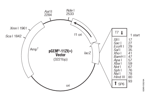 pEGM-11ZF(+)质粒图谱