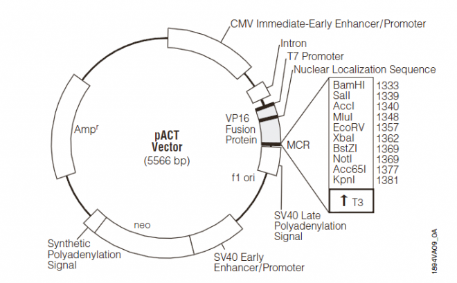 pACT 质粒图谱