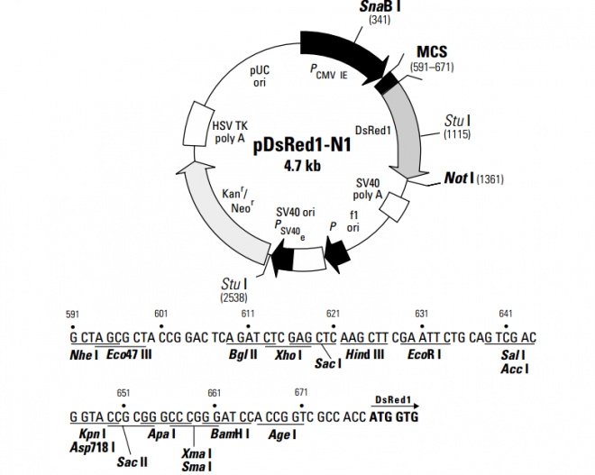 pDsRed1-N1 质粒图谱