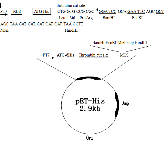 pET-His 质粒图谱