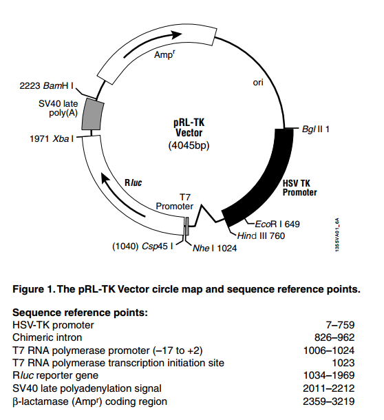 pRL-TK 质粒图谱